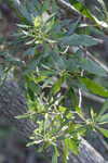 Wax myrtle